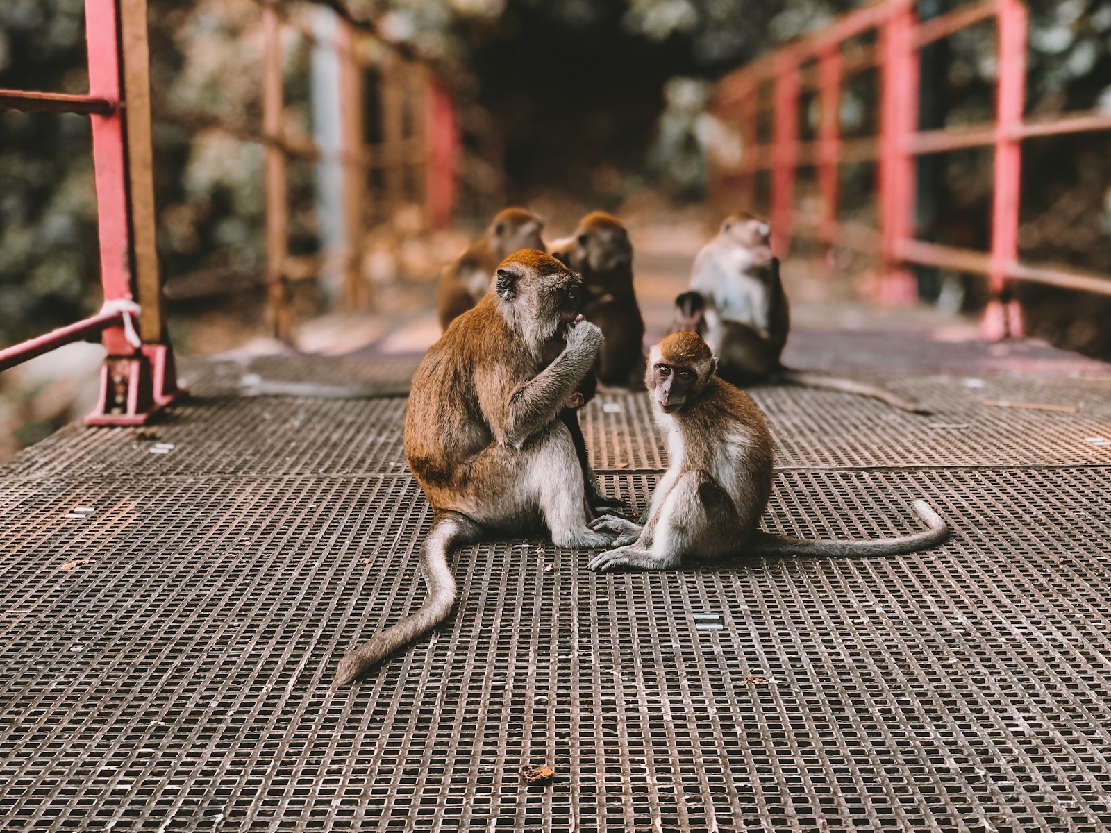 monkeys on bridge