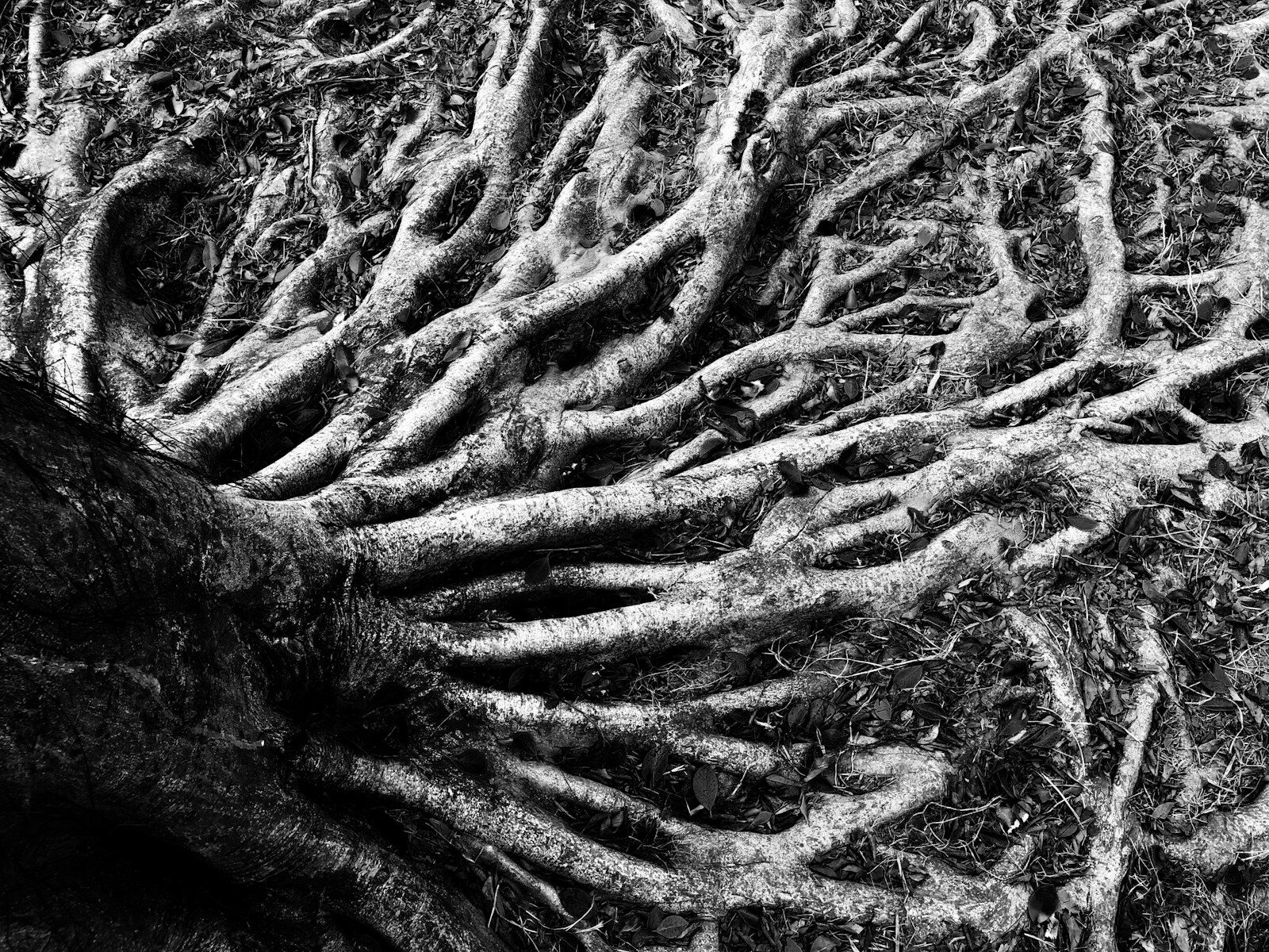 grayscale photo of tree roots