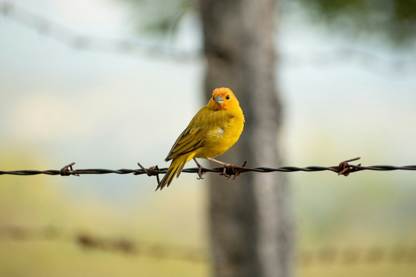 a yellow bird sitting on a barbed wire