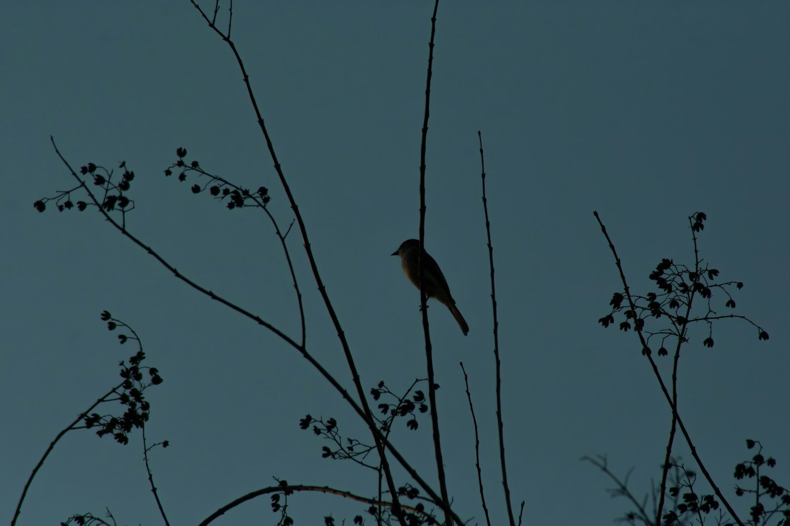 a bird sitting on top of a tree branch